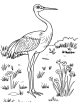 Sand hill crane coloring page