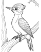 Woodpecker Coloring Page