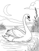 Swan in a moonlit lake coloring page