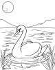 Swan Coloring Page