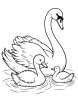 Swan with baby swans coloring page