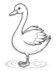 Swan Coloring Page