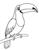 Toco Toucan Coloring Page