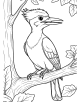 Woodpecker Coloring Page