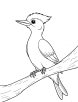 Woodpecker looking coloring page