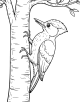 Woodpecker Coloring Page