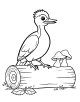 Woodpecker Coloring Page