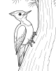 Woodpecker Coloring Page