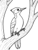 Woodpecker sitting coloring page