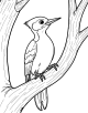 Woodpecker Coloring Page