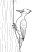 Woodpecker coloring page