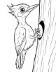 Woodpecker Coloring Page