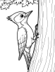 Woodpecker tapping coloring page