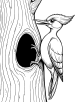 Woodpecker Coloring Page