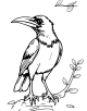 Crow Coloring Page