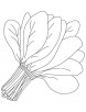 Spinach leaves coloring page | Download Free Spinach leaves coloring ...