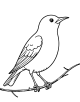 Common Blackbird Coloring Page