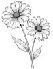 Two aster flower coloring page