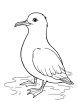 wandering albatross coloring page