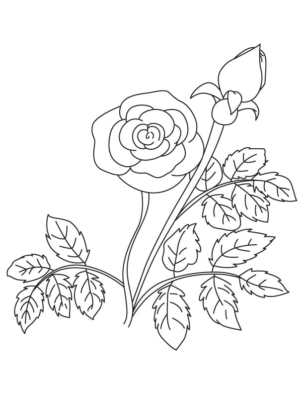 Rose with bud coloring page | Download Free Rose with bud coloring page ...
