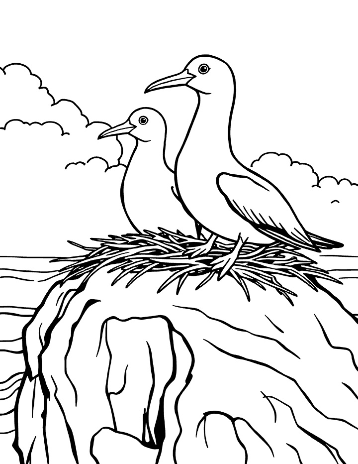 Albatross nesting on a rock