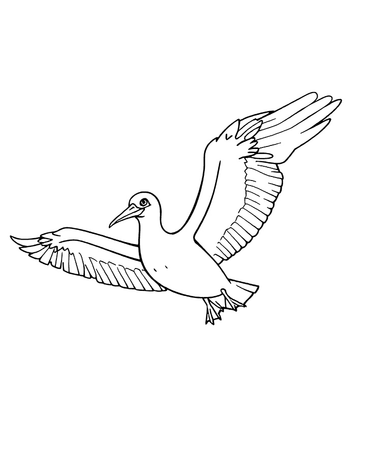 Albatross wingspan coloring page