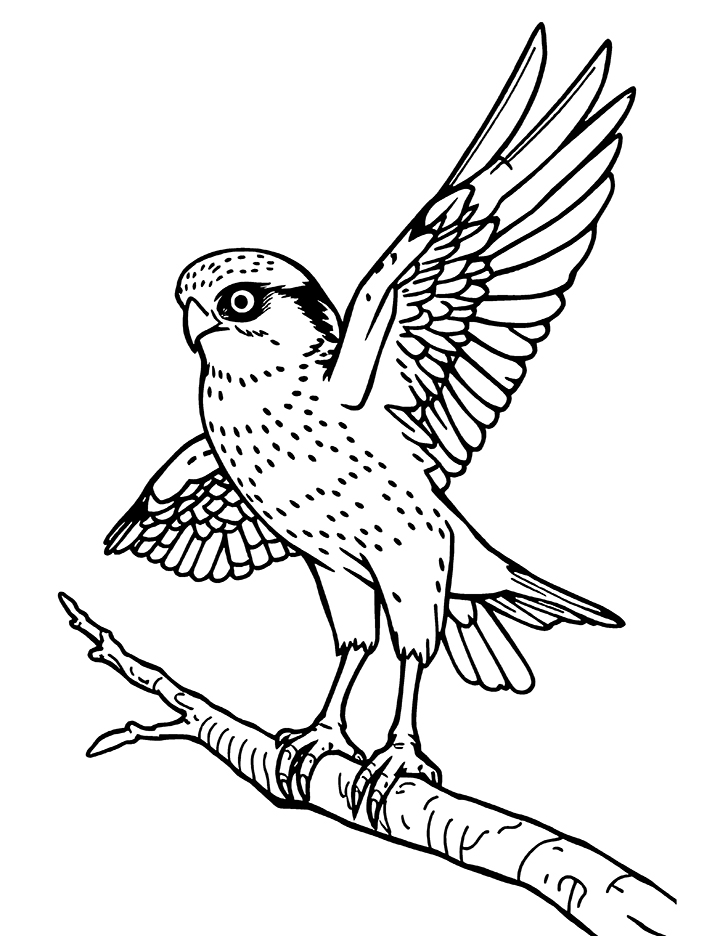 American Kestrel coloring page