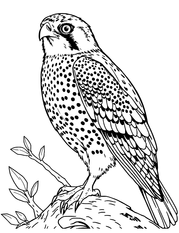 American kestrel looking for prey coloring page