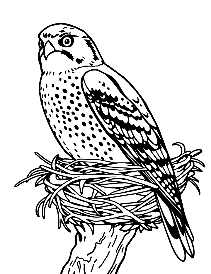 American kestrel nest coloring page