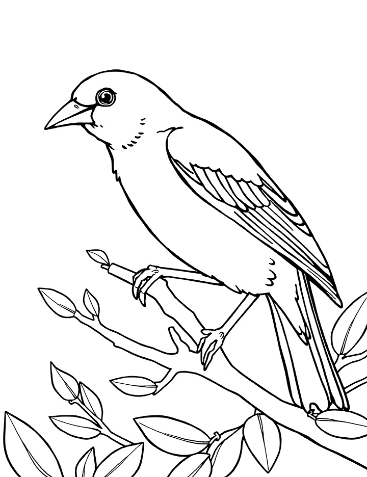 Canary bird coloring page