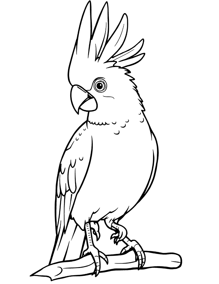 Cockatoo with crest raised coloring page