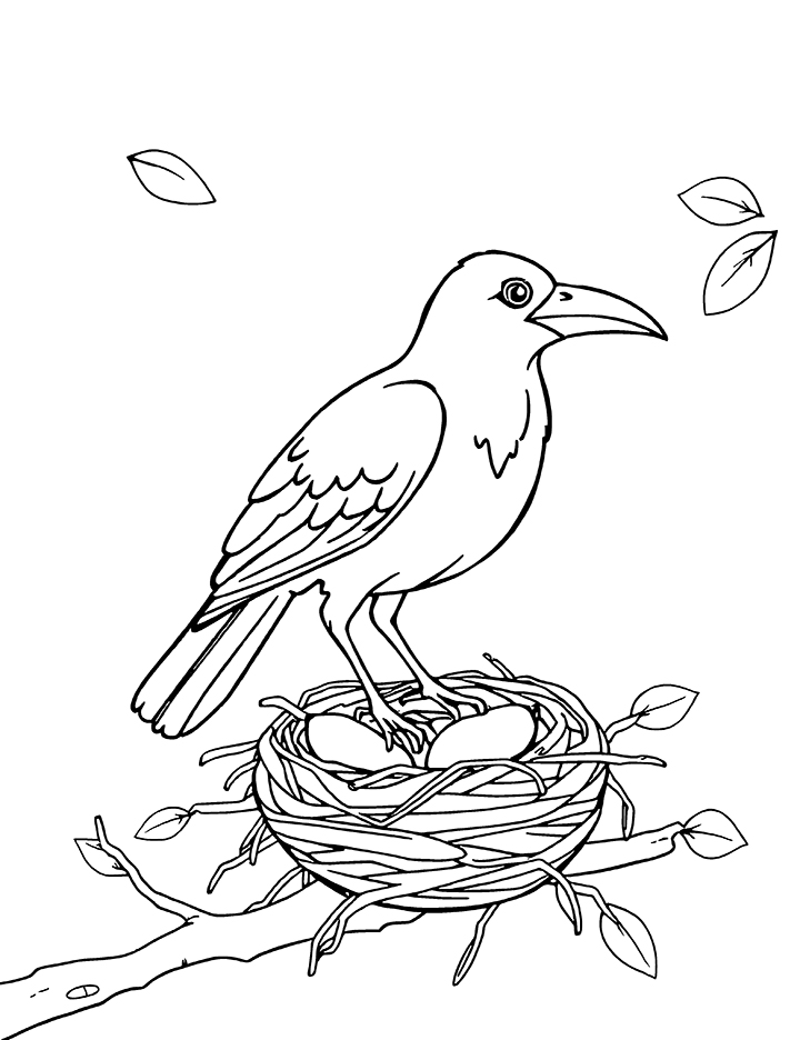 Crow bird and nest coloring page