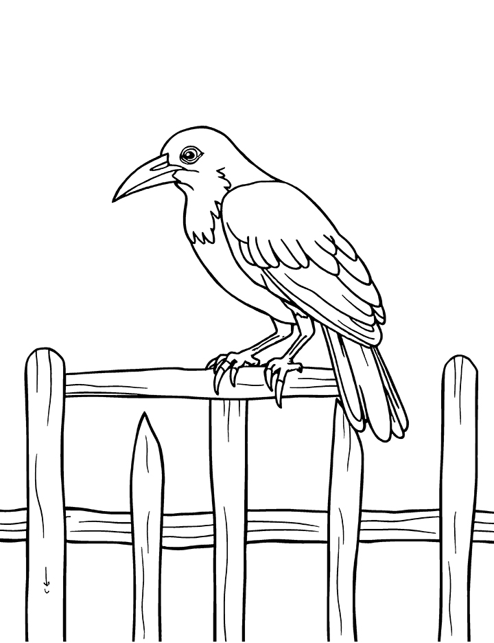 Crow bird on a fence coloring page