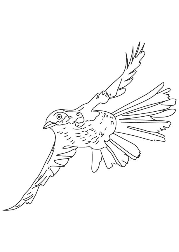 Flying brown thrasher coloring page | Download Free Flying brown ...