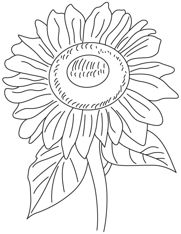 Helianthus flower coloring page | Download Free Helianthus flower ...