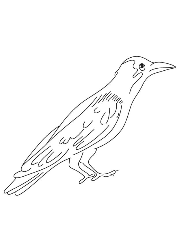 crow简笔画图片