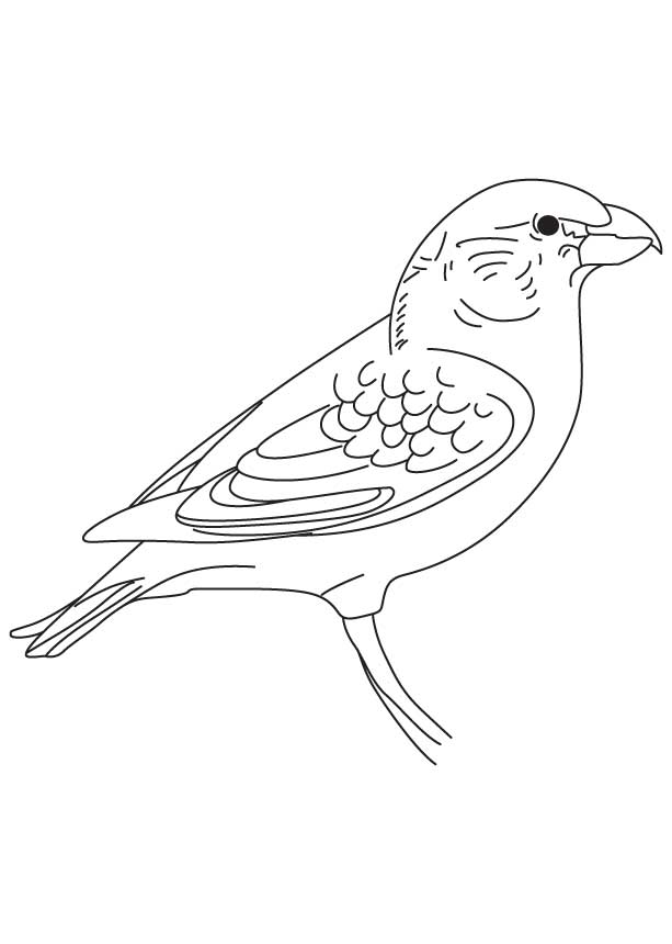 Parrot crossbill coloring page | Download Free Parrot crossbill ...