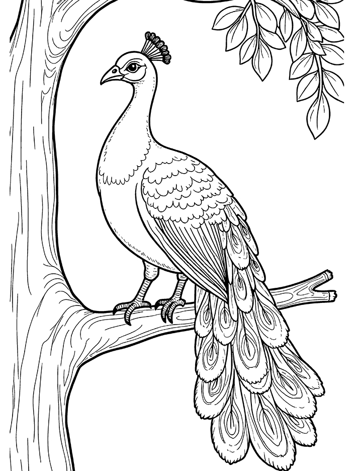 Peacock perched coloring page