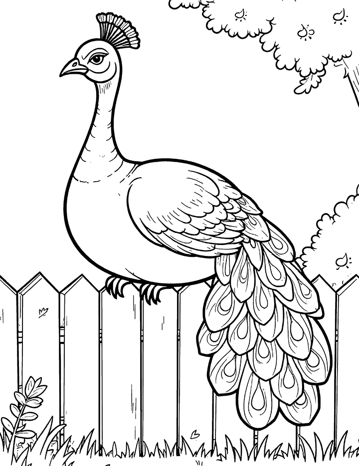 Peacock resting coloring page