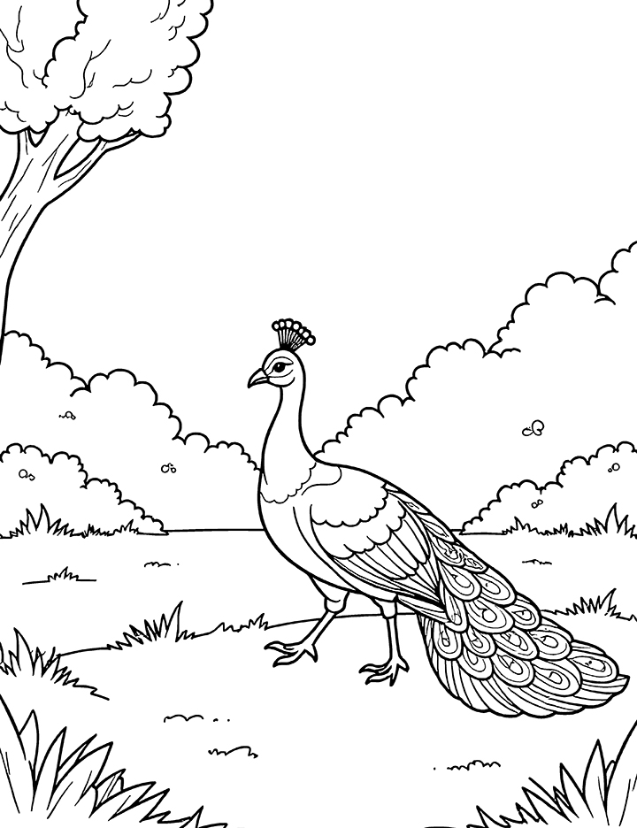 Peacock walking in the park coloring page