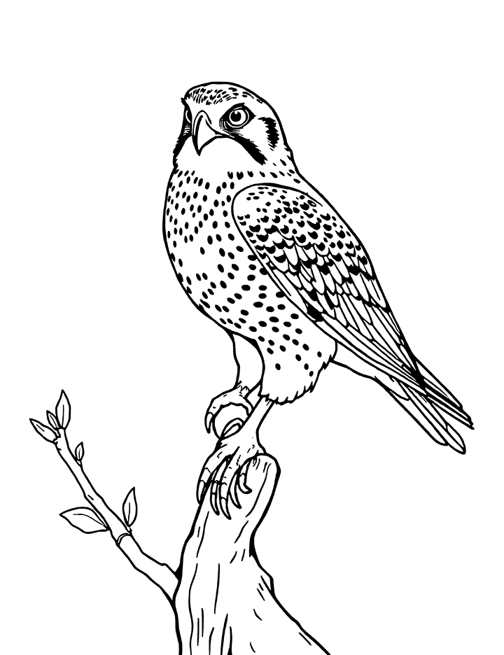 Realistic American kestrel coloring page