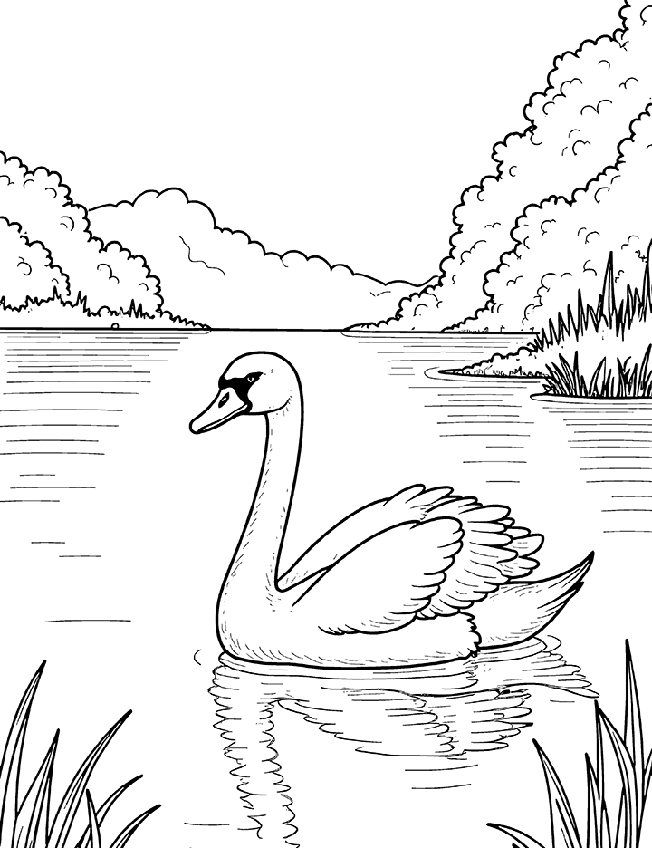 Swan on a lake coloring page