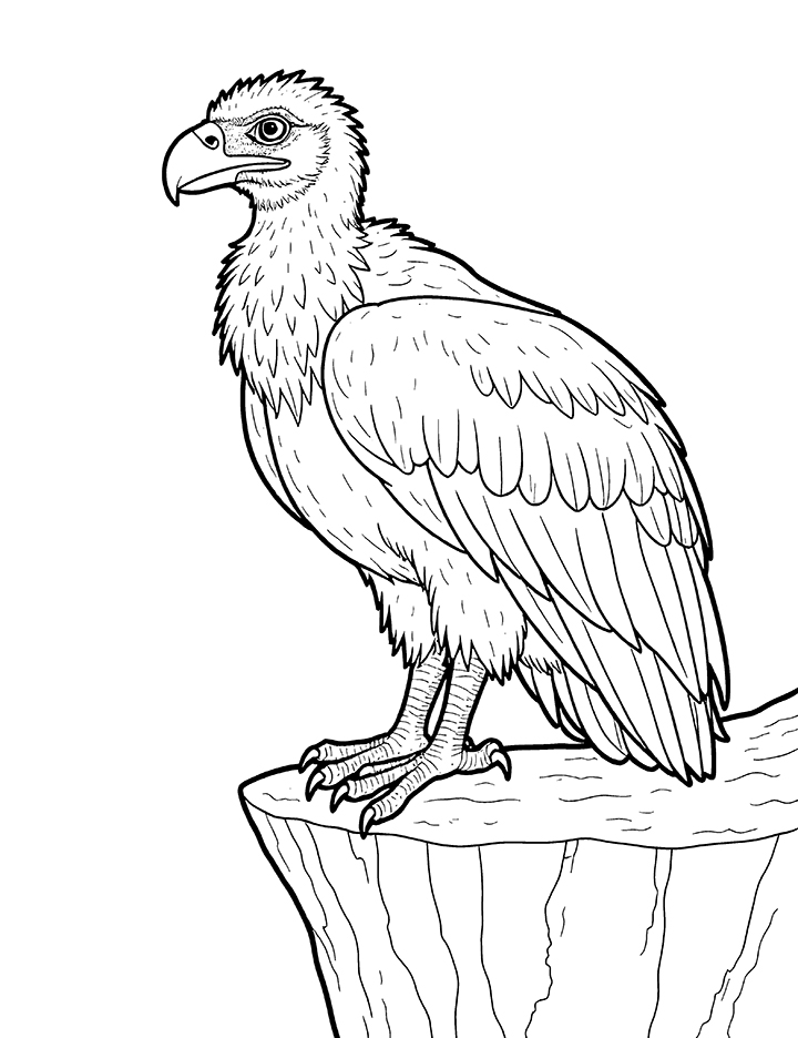 vulture on cliff coloring page