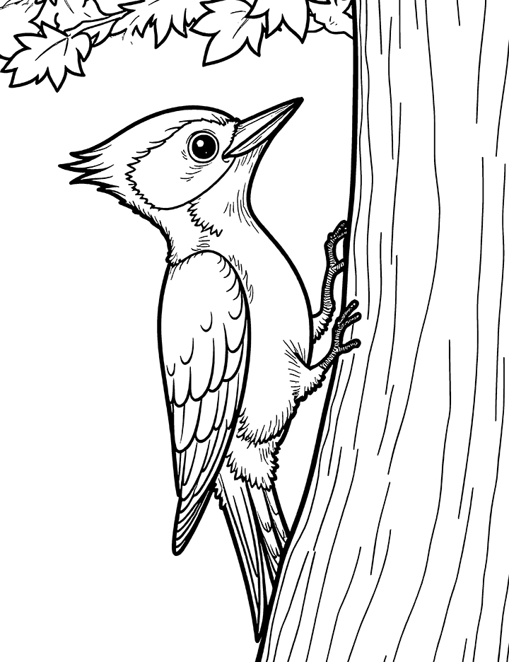 Woodpecker tapping coloring page