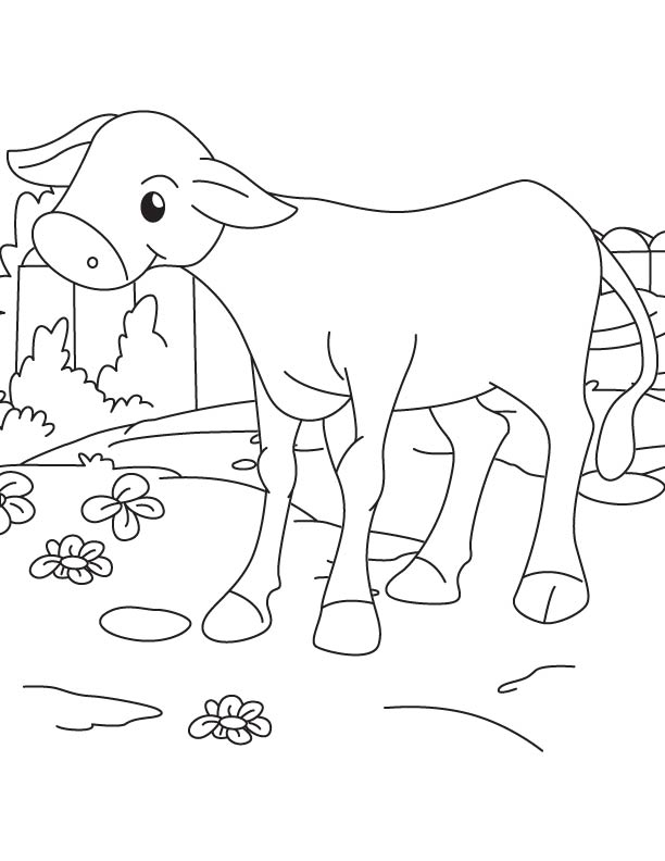 A baby calf coloring page | Download Free A baby calf coloring page for ...