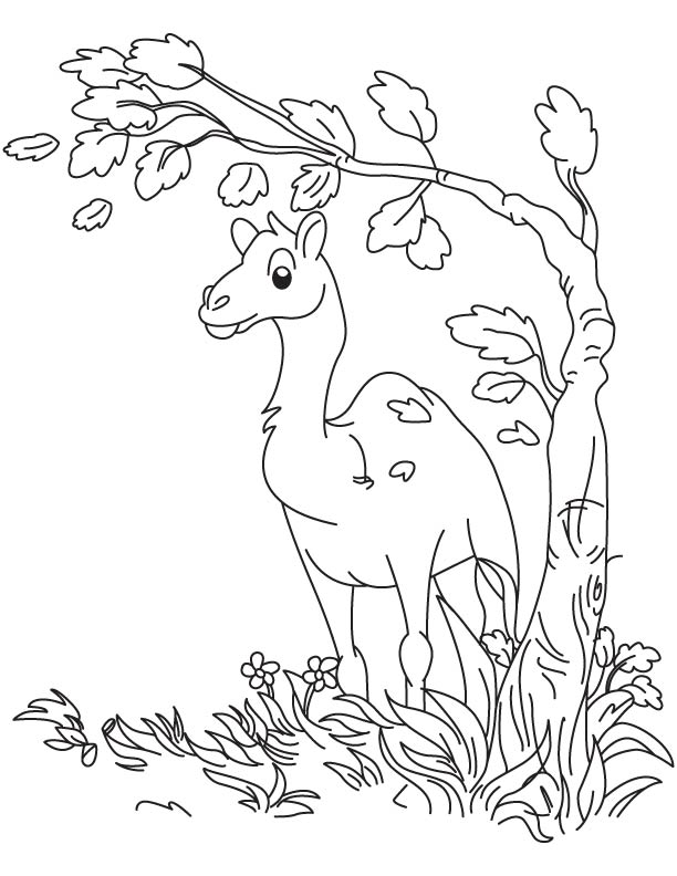 Baby camel thinking coloring page | Download Free Baby camel thinking ...
