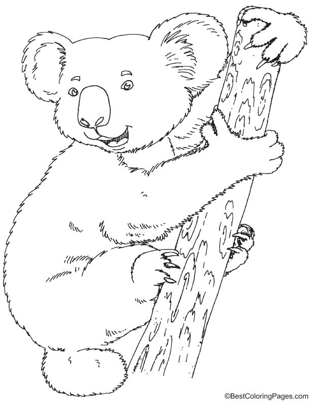 Realistic Koala Coloring Pages Coloring Pages