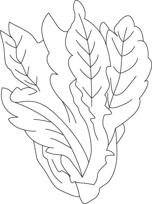 Lettuce Coloring Pages 7