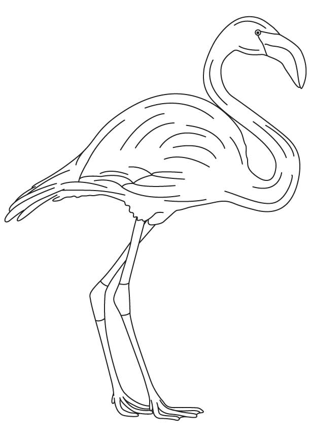 Long legged flamingo coloring page | Download Free Long legged flamingo ...