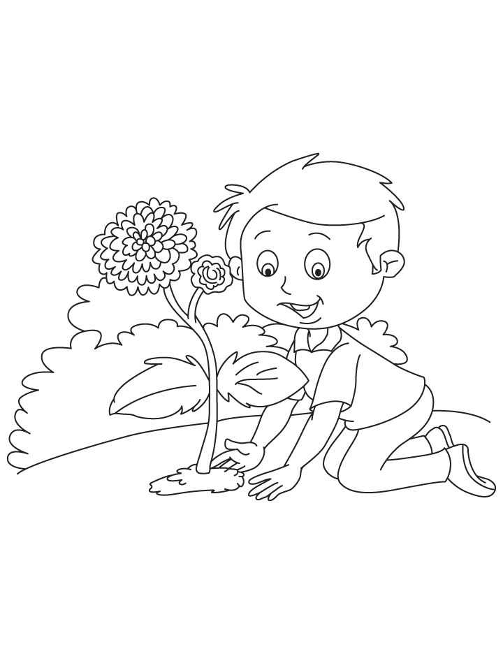 Planting chrysanthemum coloring page | Download Free Planting ...